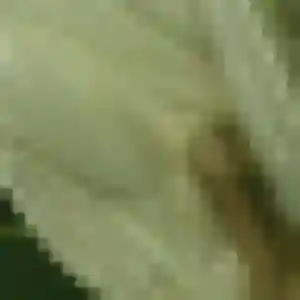 Rosemarie (41 ans) à Cognac attend un rencontre coquine ce soir